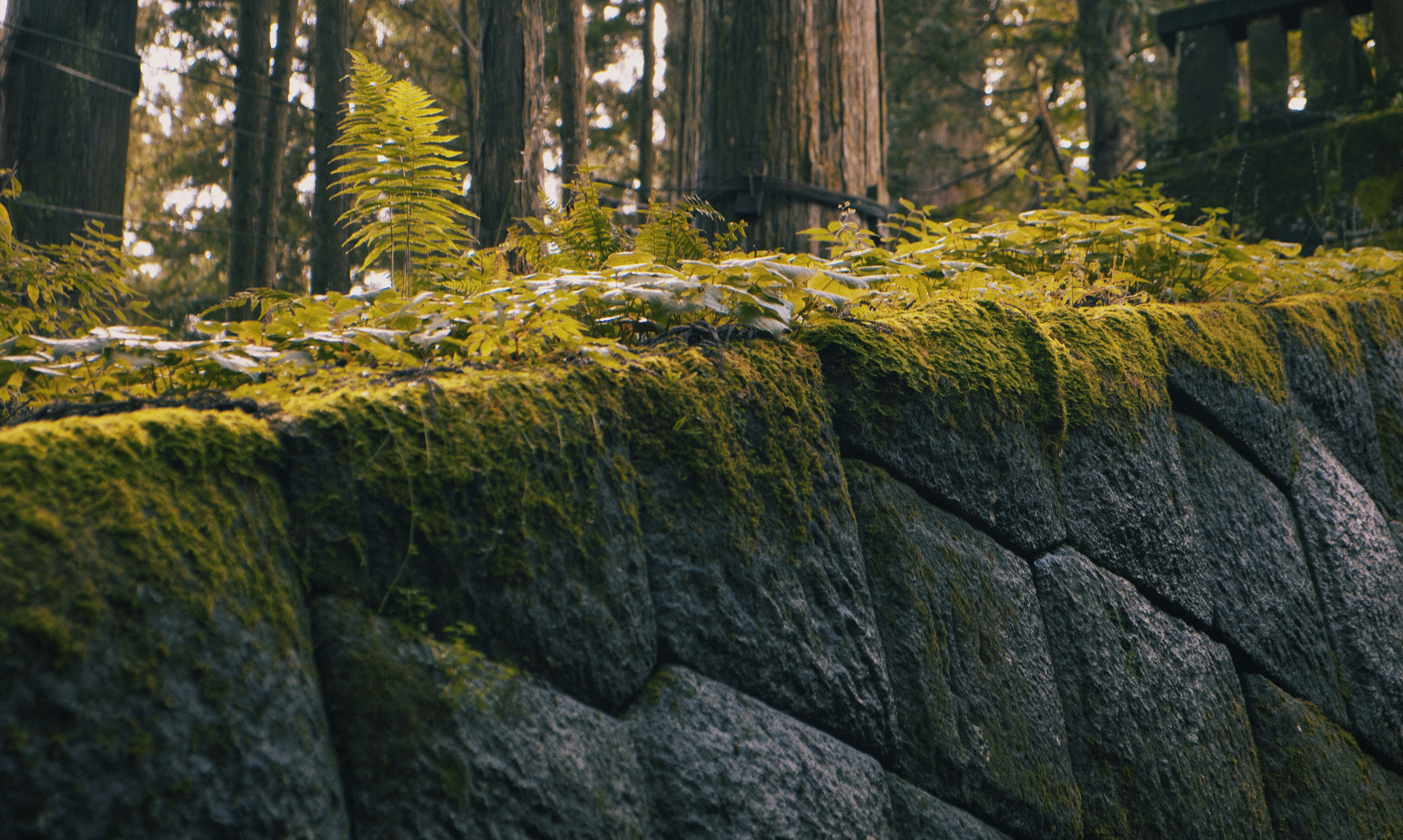 Moss-covered natural stone retaining wall in a forest, showcasing eco-friendly sustainable landscaping for Toronto prope