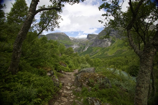 Scenic mountain trail with lush greenery and clear skies