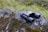 A pair of black binoculars lies on a moss-covered rock, surrounded by a natural setting with grassy areas. The binoculars have a cord attached, and the surface of the rock showcases different textures and shades of green and gray.