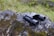 A pair of black binoculars lies on a moss-covered rock, surrounded by a natural setting with grassy areas. The binoculars have a cord attached, and the surface of the rock showcases different textures and shades of green and gray.