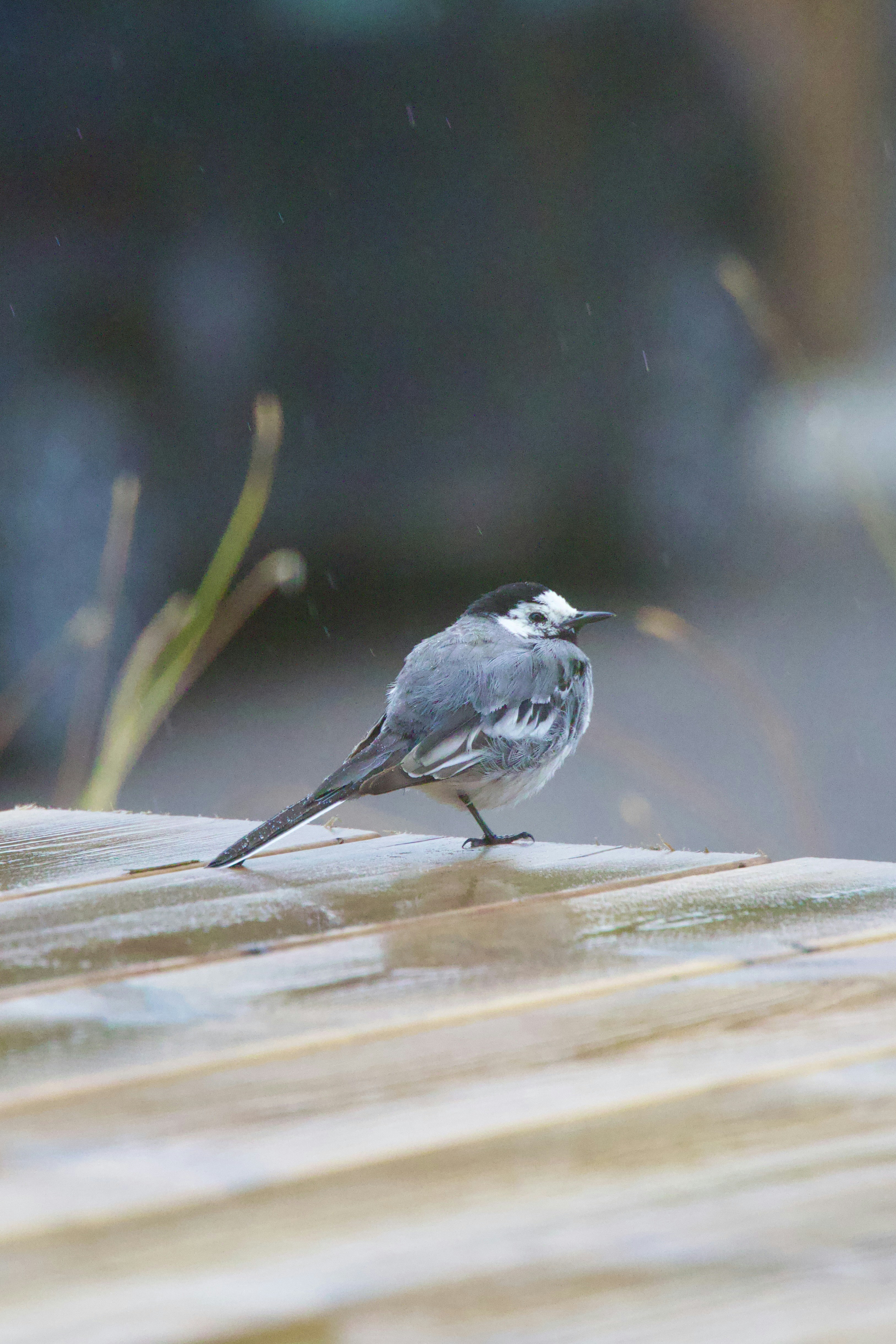 Photo by stockbirken