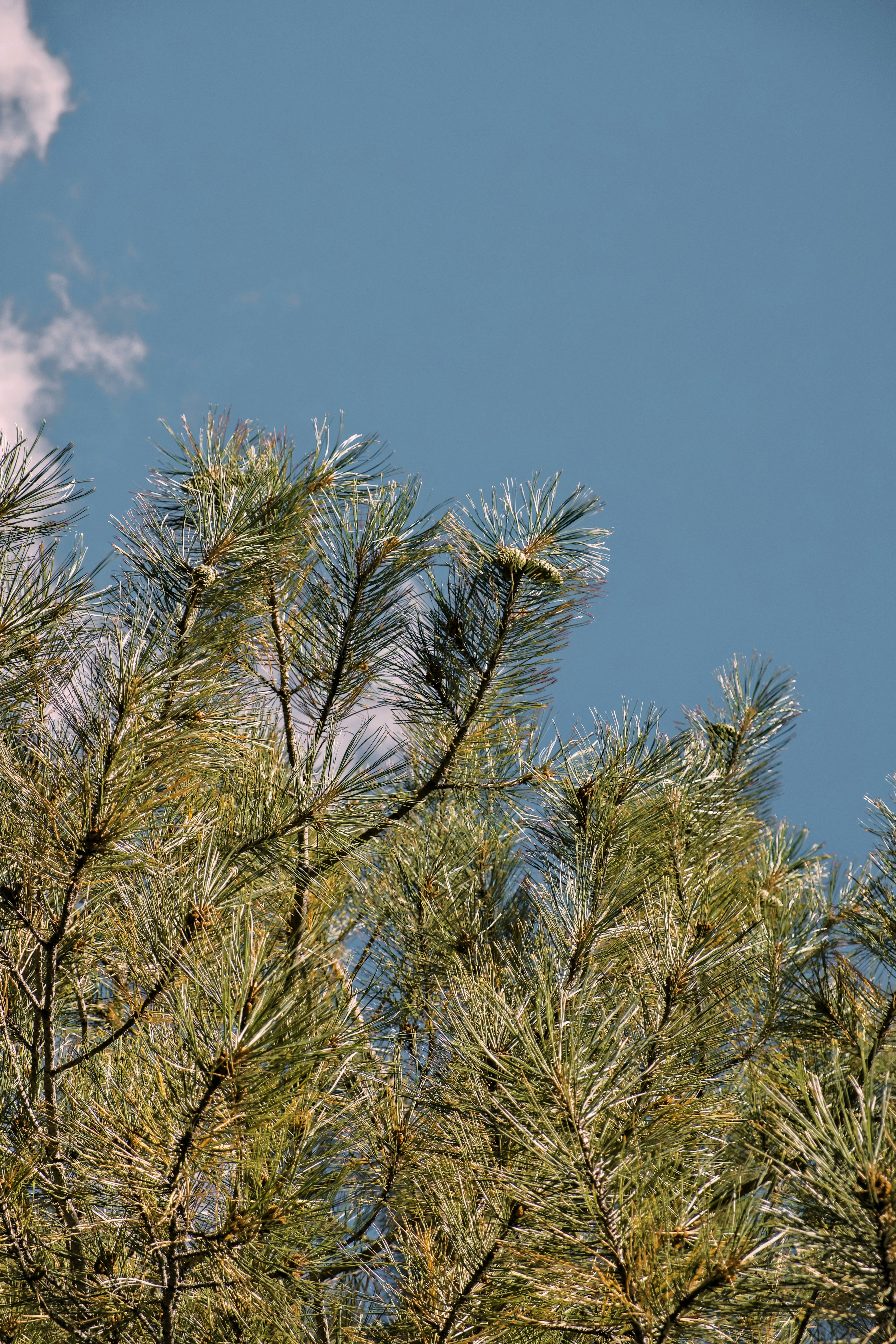 Photo by nikoflicksphotography