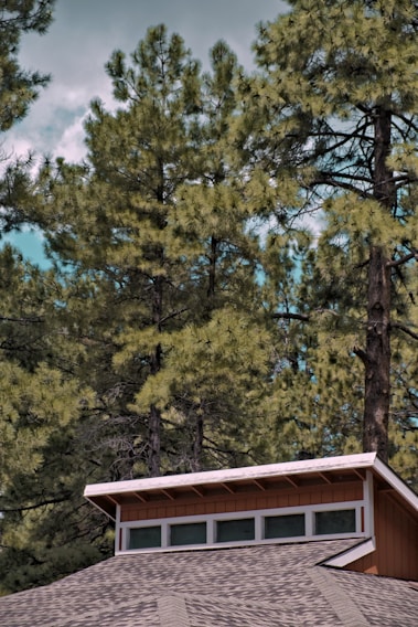 A modern cedar-clad residential home nestled among tall pine trees at sunset.