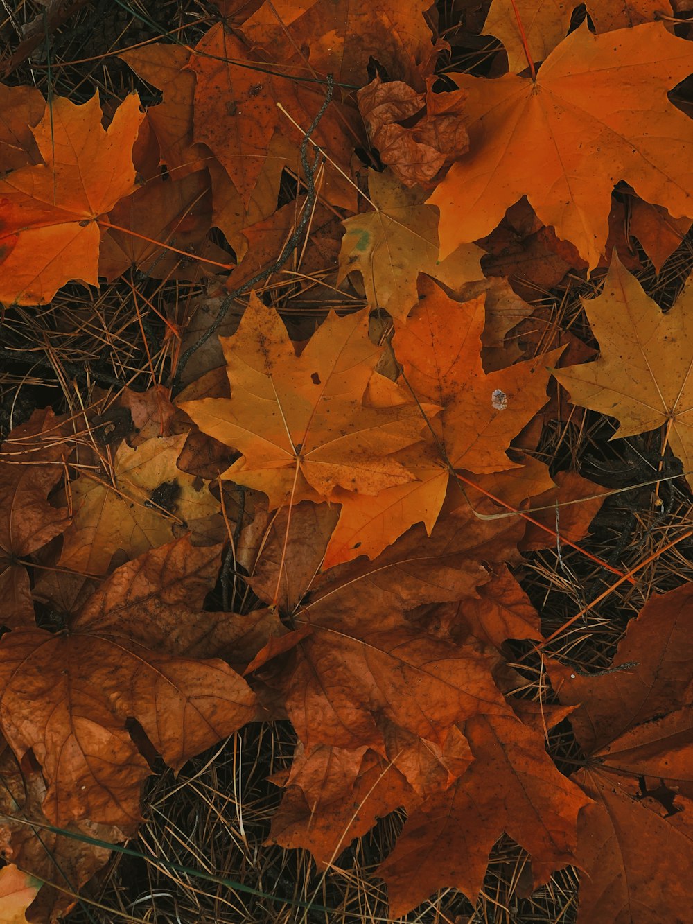 a bunch of leaves that are laying on the ground