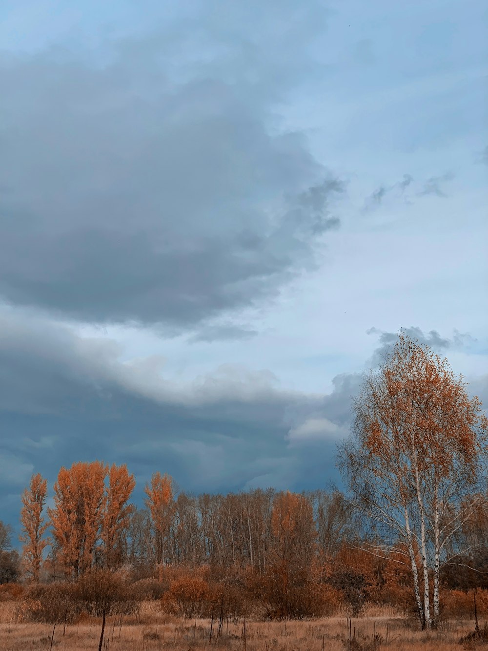 a field with trees and a cloudy sky