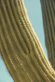A detailed shot of a tall, spiky cactus against a clear blue sky