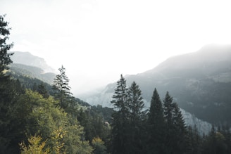 A serene mountain landscape at dawn with soft light filtering through pine trees.