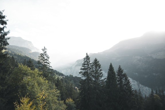 A serene mountain landscape at dawn with soft light filtering through pine trees.