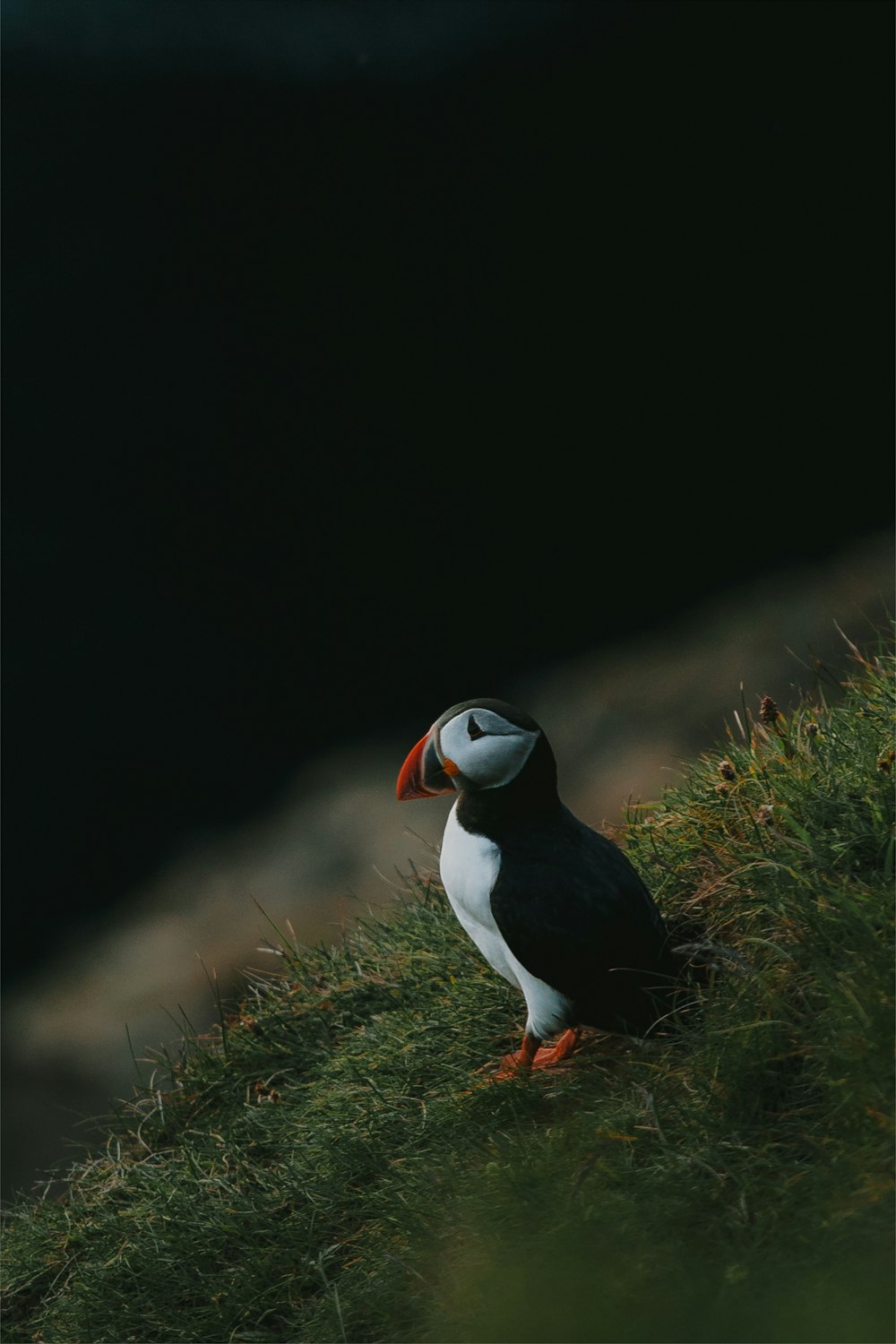 a bird standing on top of a grass covered hillside