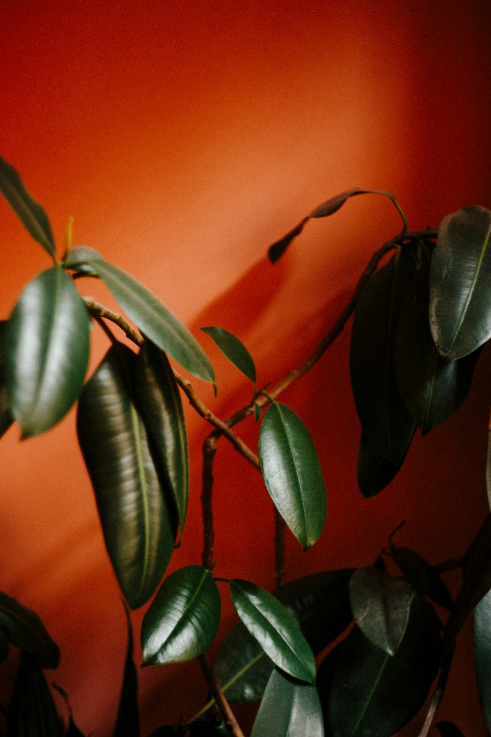 a close up of a plant with a red wall in the background