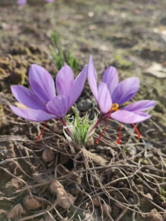 Two vibrant purple crocus flowers with delicate petals emerge from the ground. The rich crimson stigmas stand out against the lush green leaves that are visible at the base. The ground is earthy and textured, providing a natural backdrop.