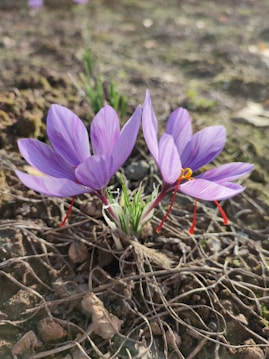 Two vibrant purple crocus flowers with delicate petals emerge from the ground. The rich crimson stigmas stand out against the lush green leaves that are visible at the base. The ground is earthy and textured, providing a natural backdrop.