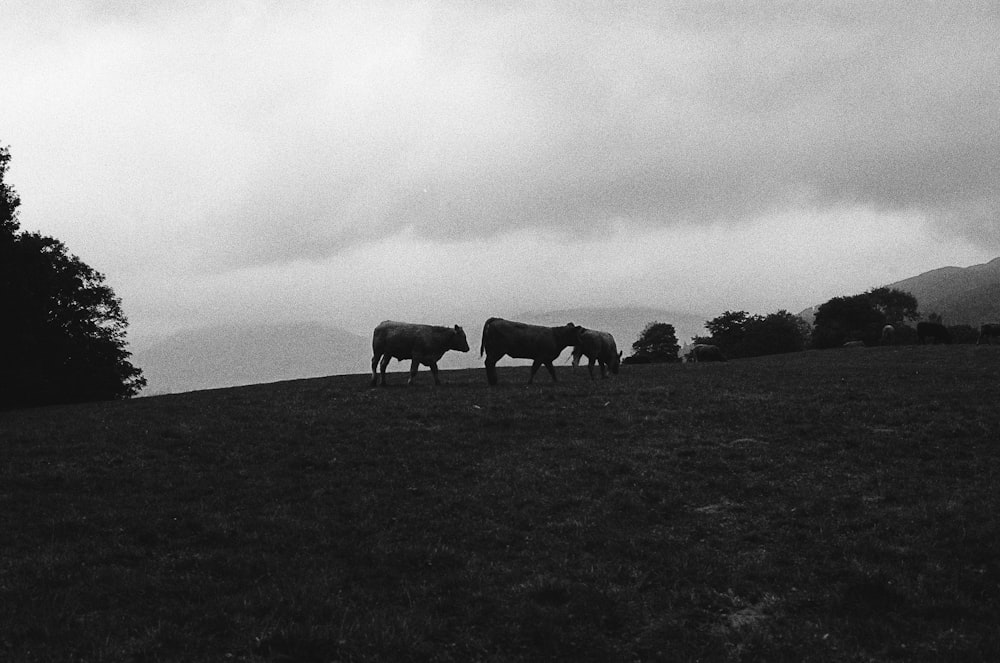 a couple of cows standing on top of a lush green field