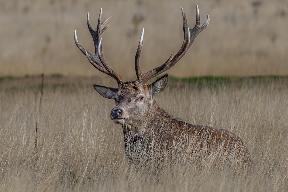 a deer with large antlers standing in tall grass