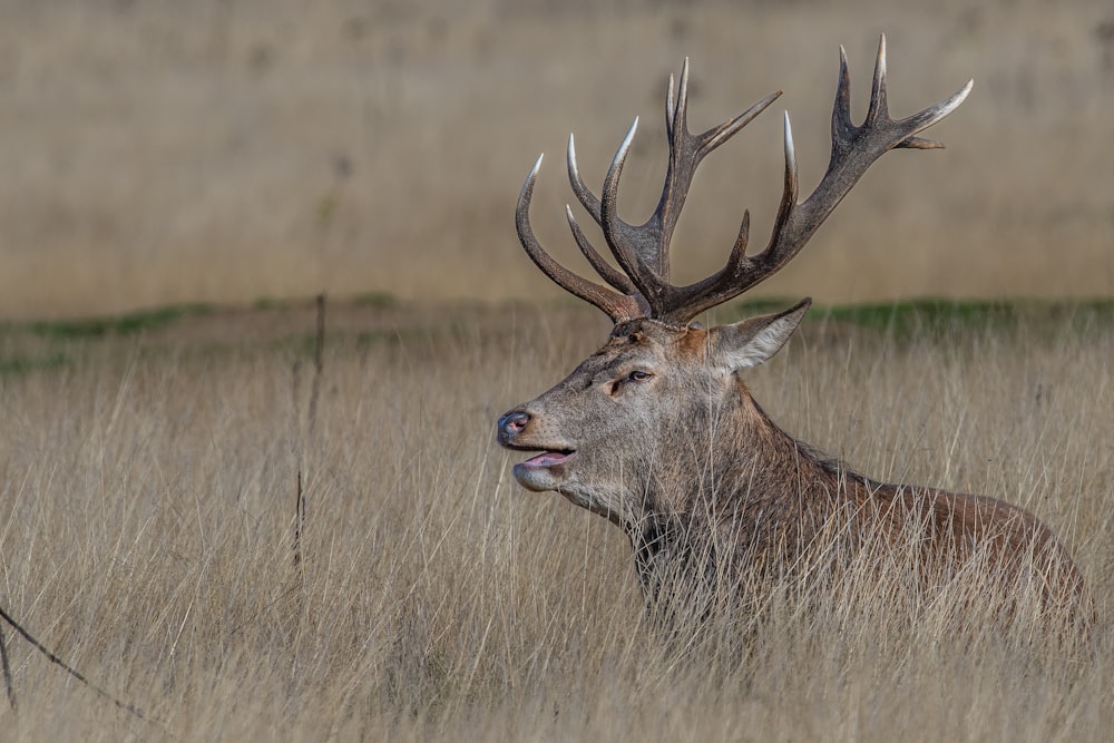 a close up of a deer in a field of tall grass