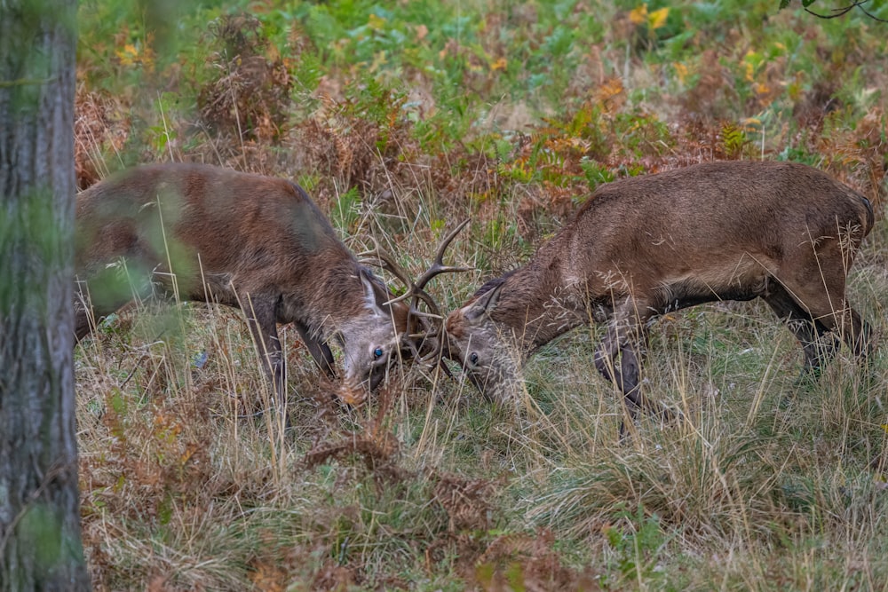 una pareja de ciervos parados en lo alto de un campo cubierto de hierba