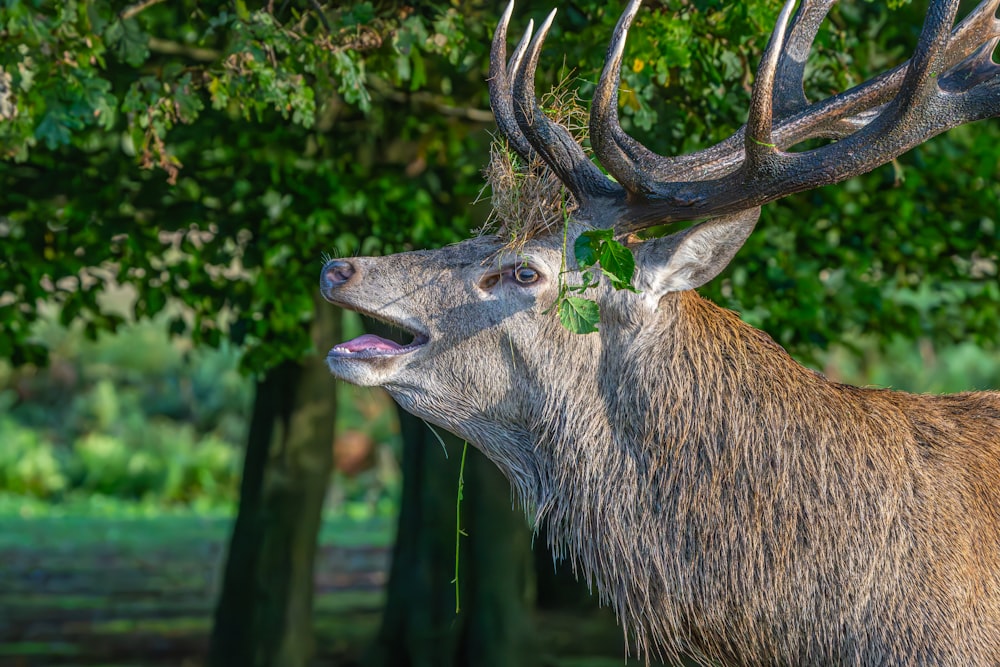 a close up of a deer with its mouth open