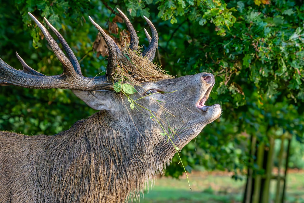 a close up of a deer with its mouth open