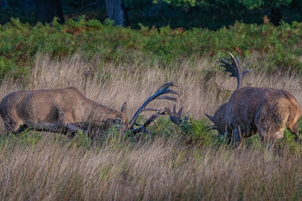 a couple of animals that are in the grass