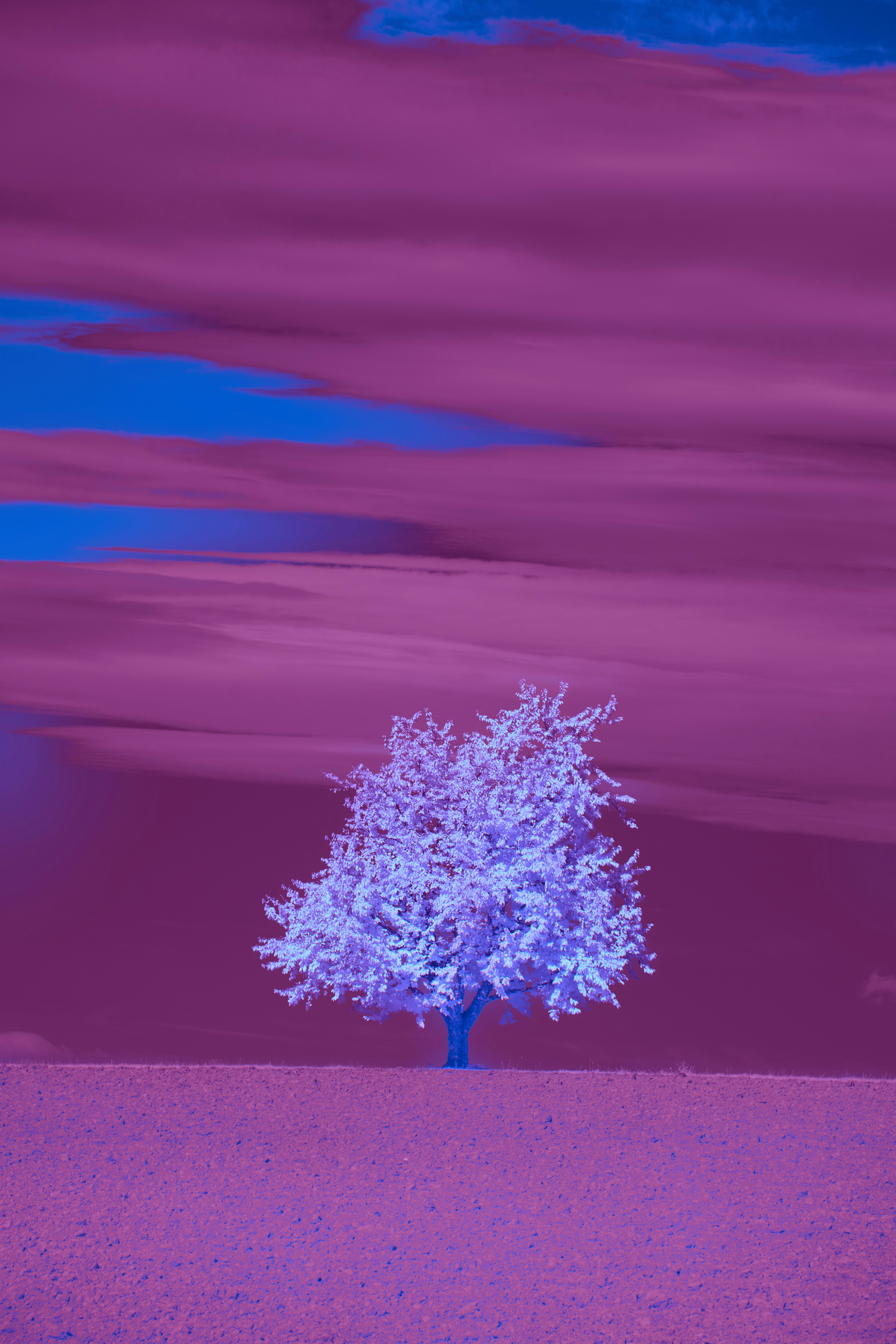 Photo by wolfgang_hasselmann