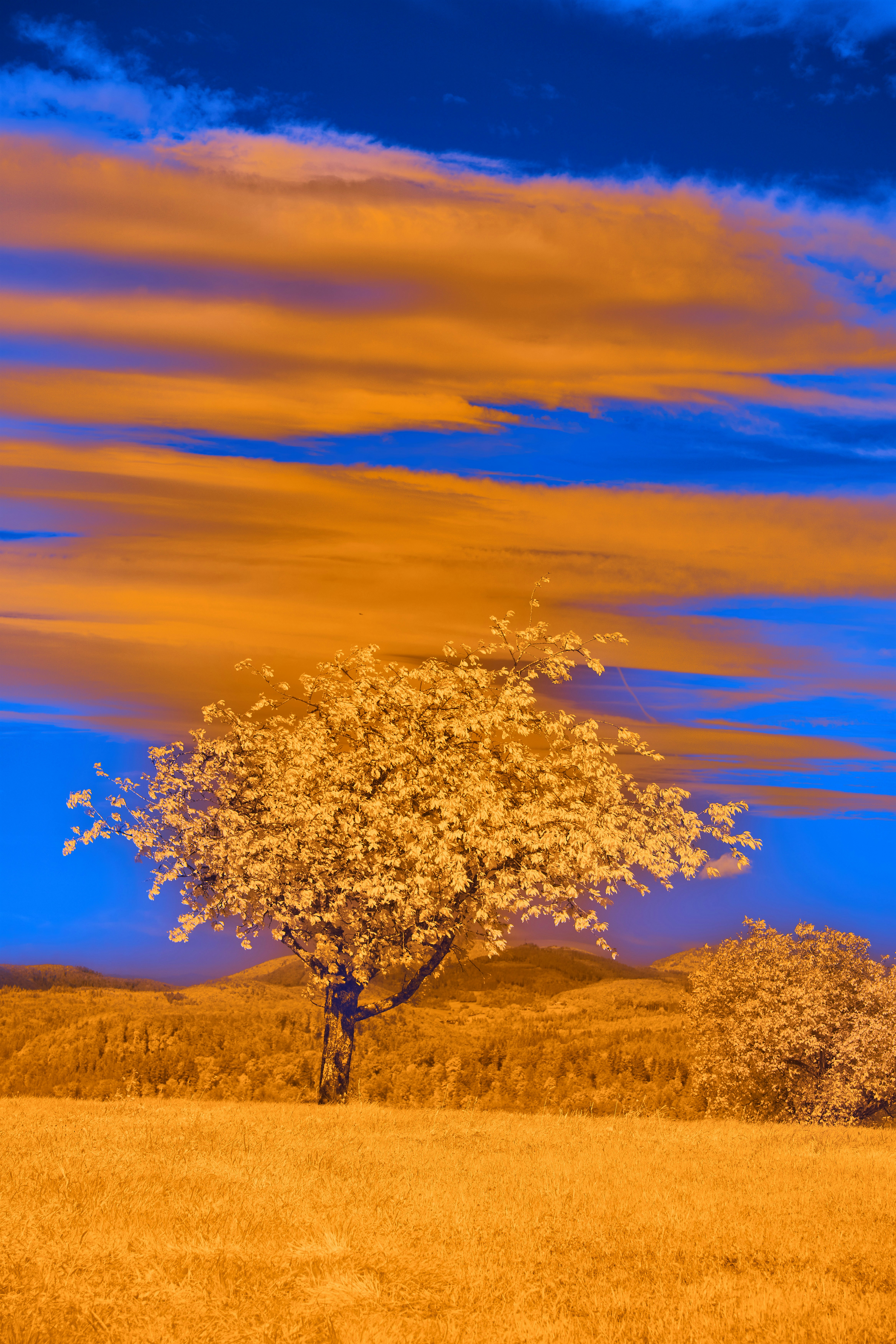 Photo by wolfgang_hasselmann