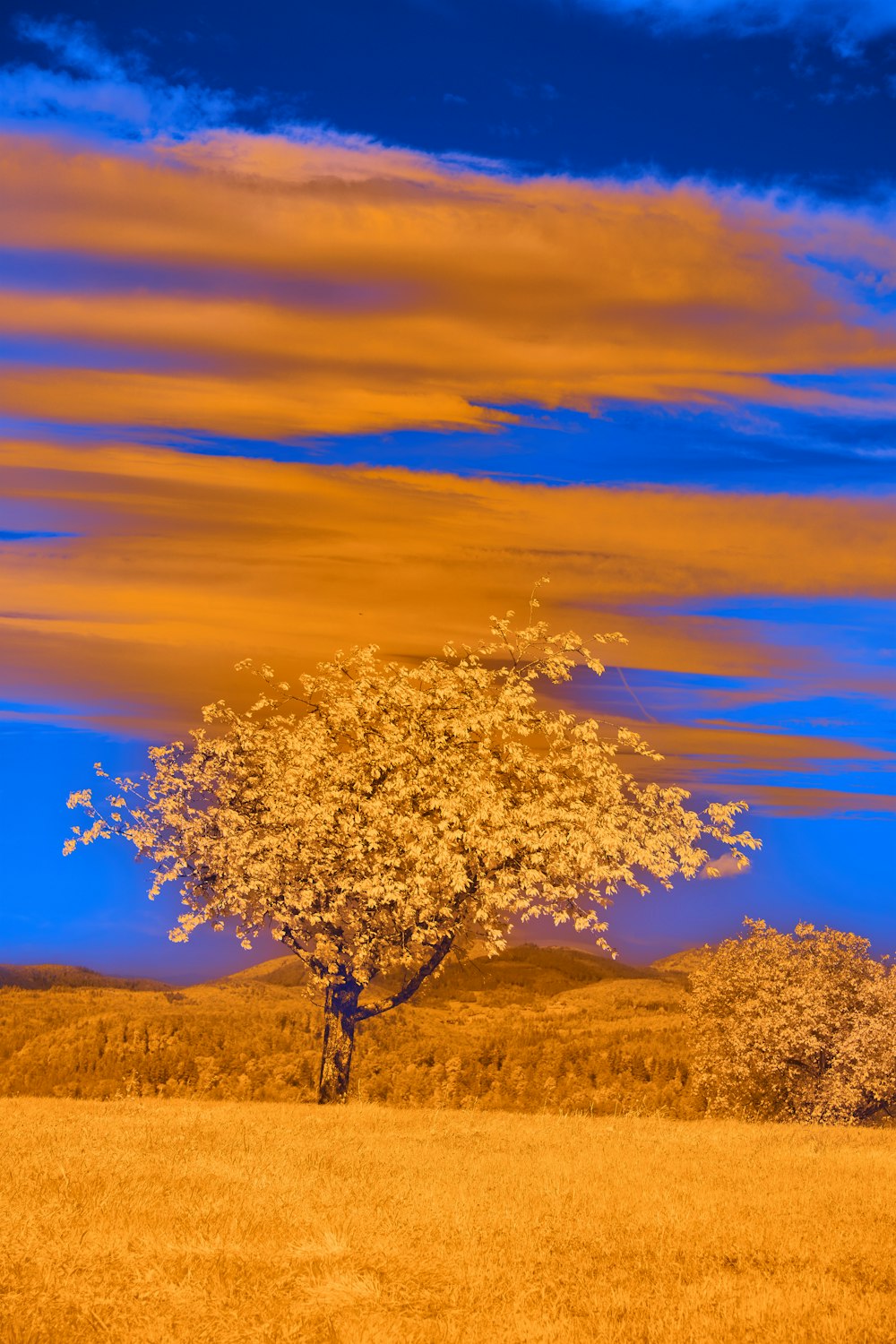 a lone tree in a field with a blue sky in the background