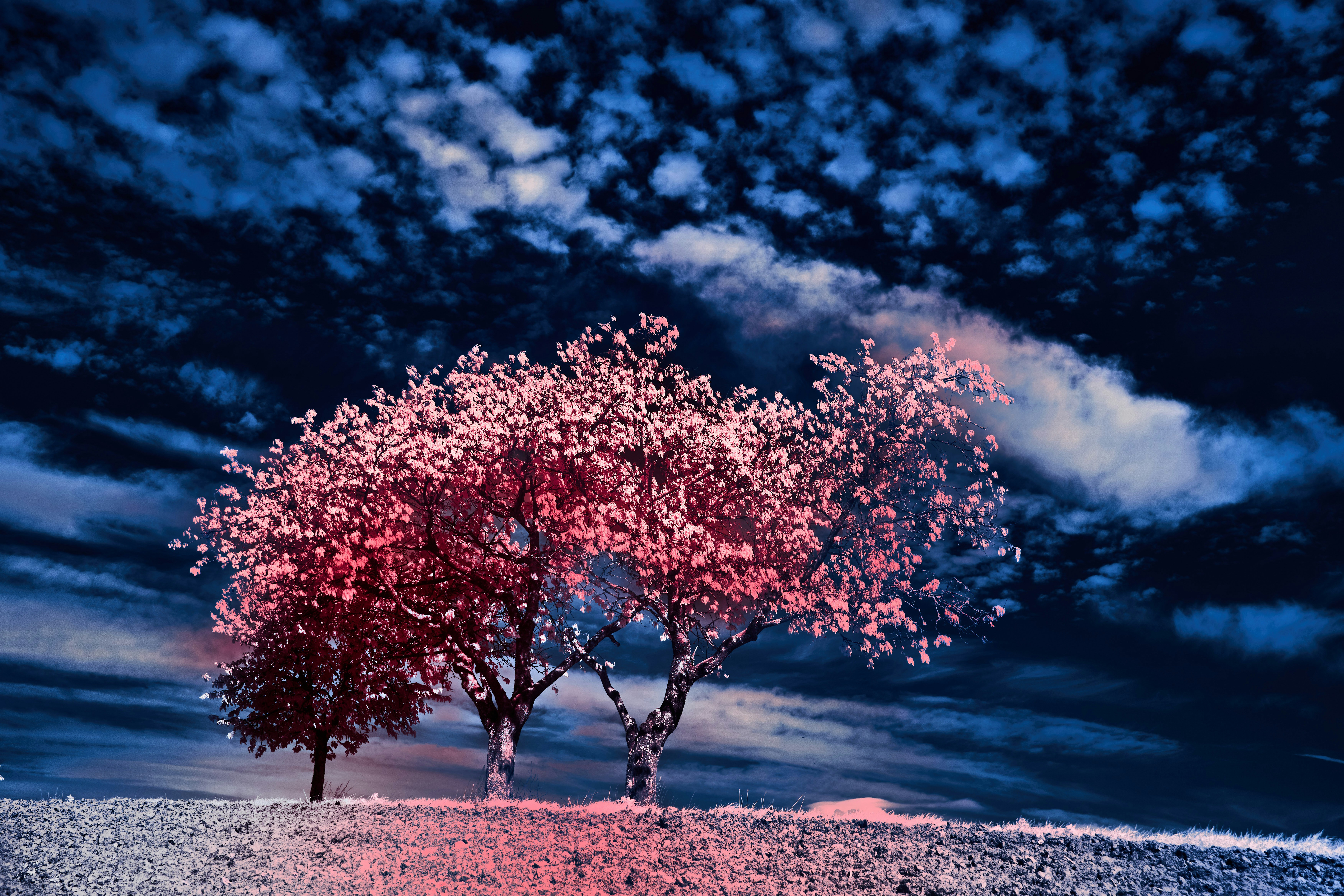 Photo by wolfgang_hasselmann