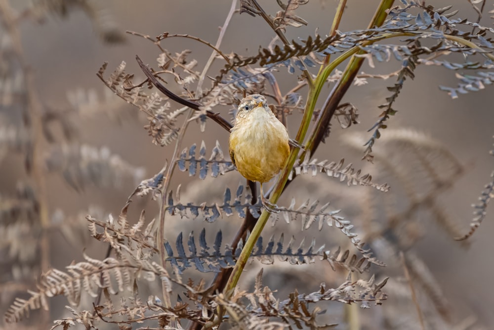 a small yellow bird sitting on top of a tree branch