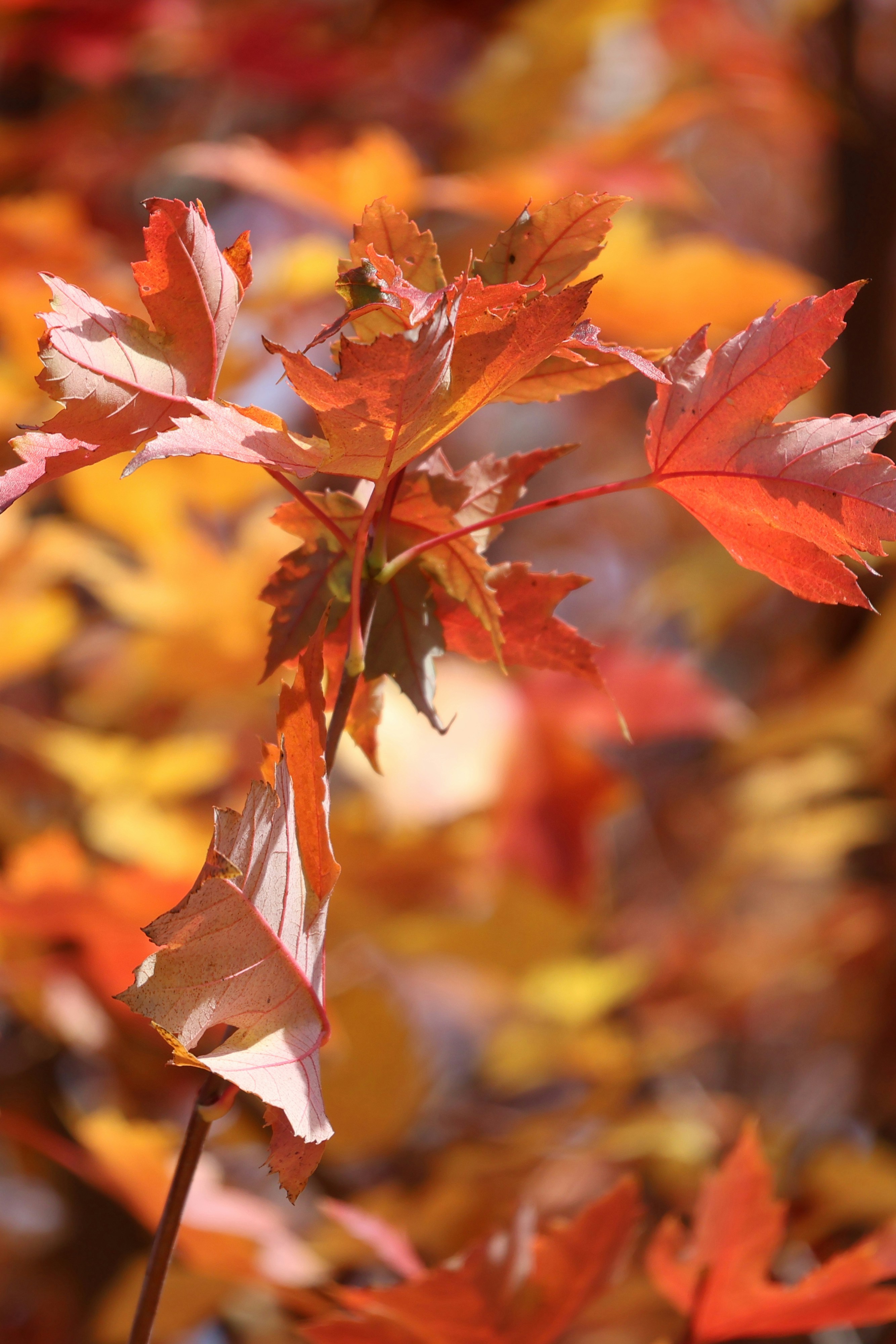 Photo by mission_pilot