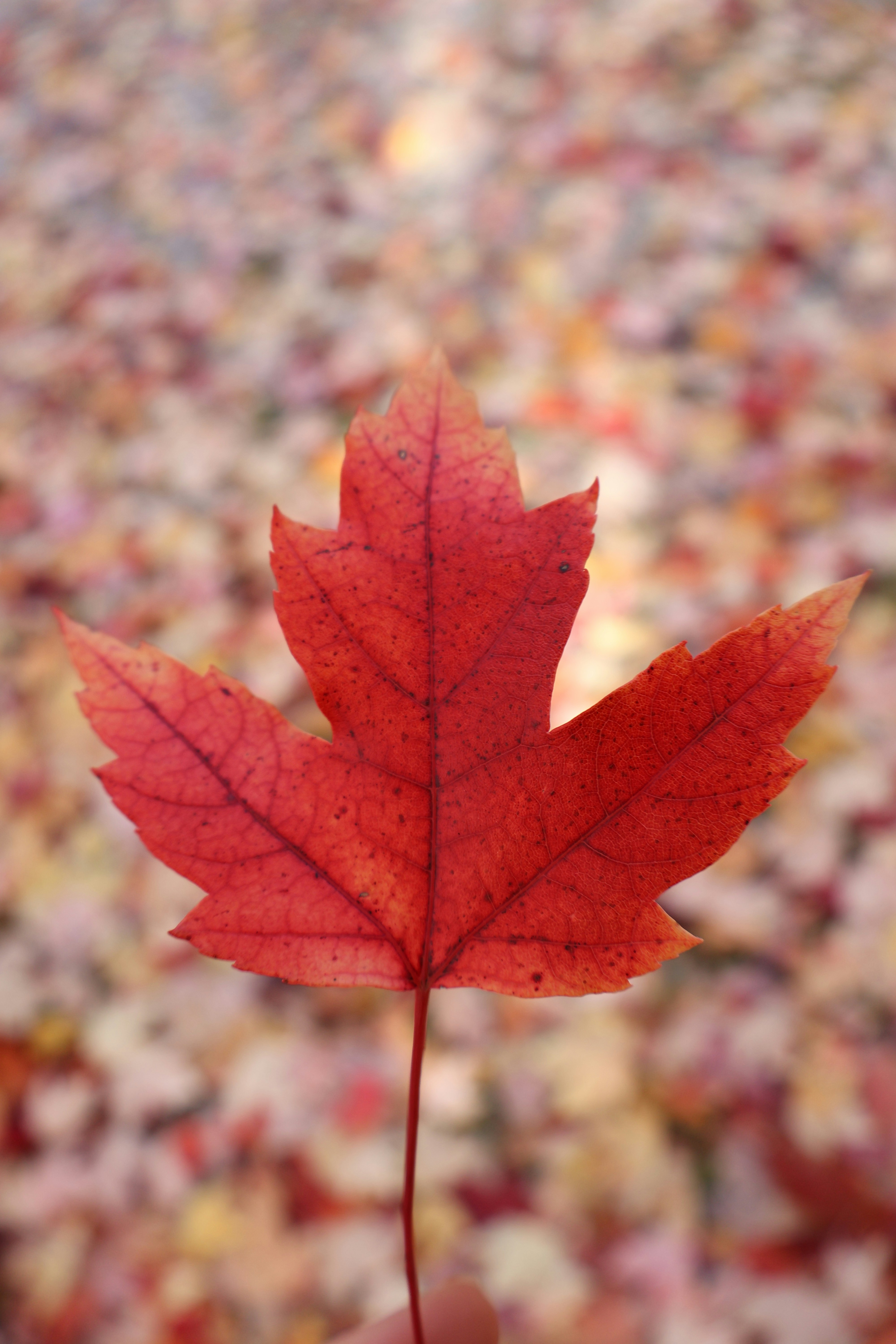 Photo by mission_pilot