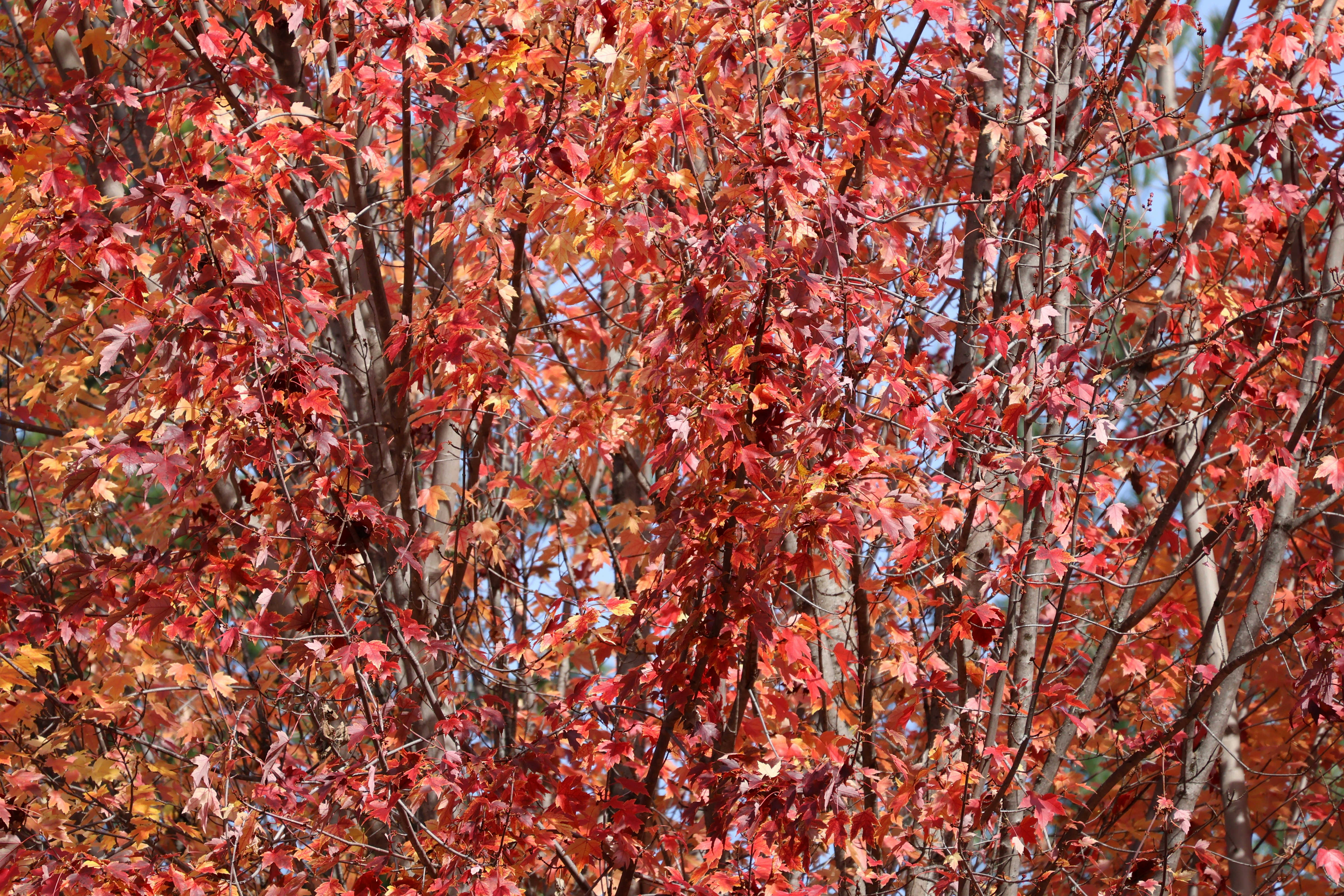 a tree with red leaves and a blue sky in the background