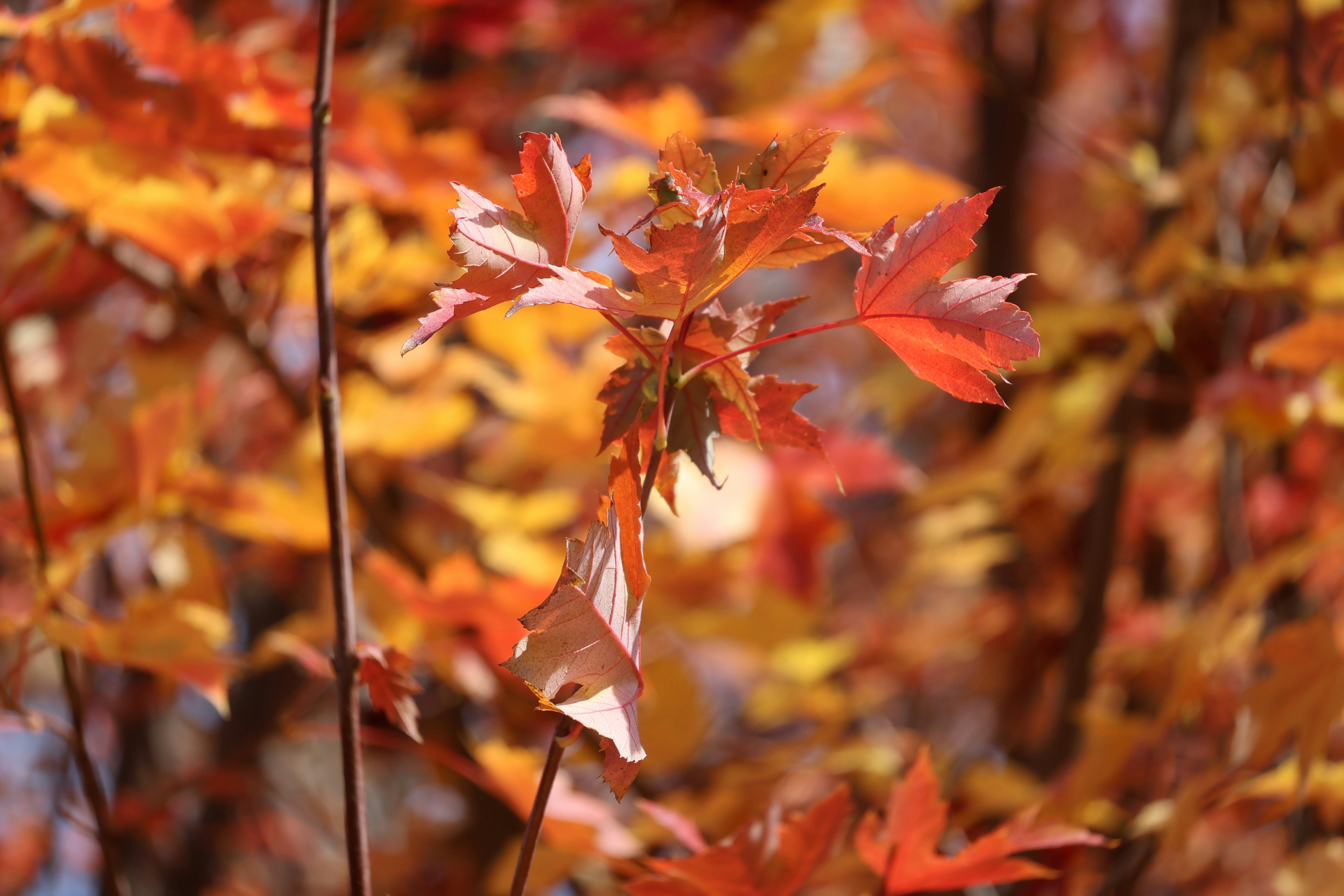 Photo by mission_pilot