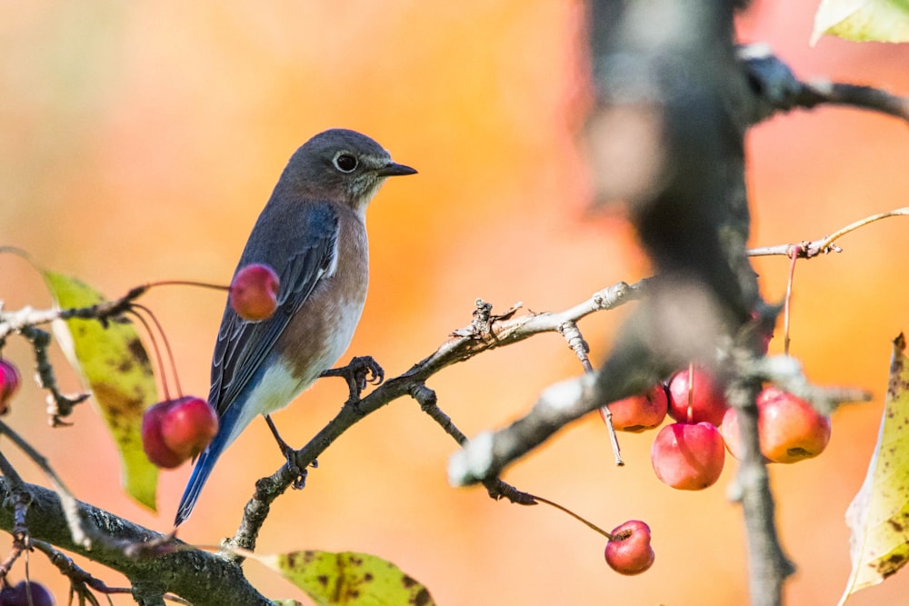 a small bird sitting on a branch of a tree