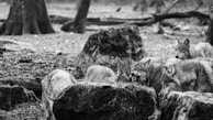 A pack of wolves is gathered in a forested area, surrounded by trees and rocks. The scene is captured in black and white, enhancing the dramatic effect. The wolves appear alert and focused, with one wolf baring its teeth in a possibly aggressive or protective stance.