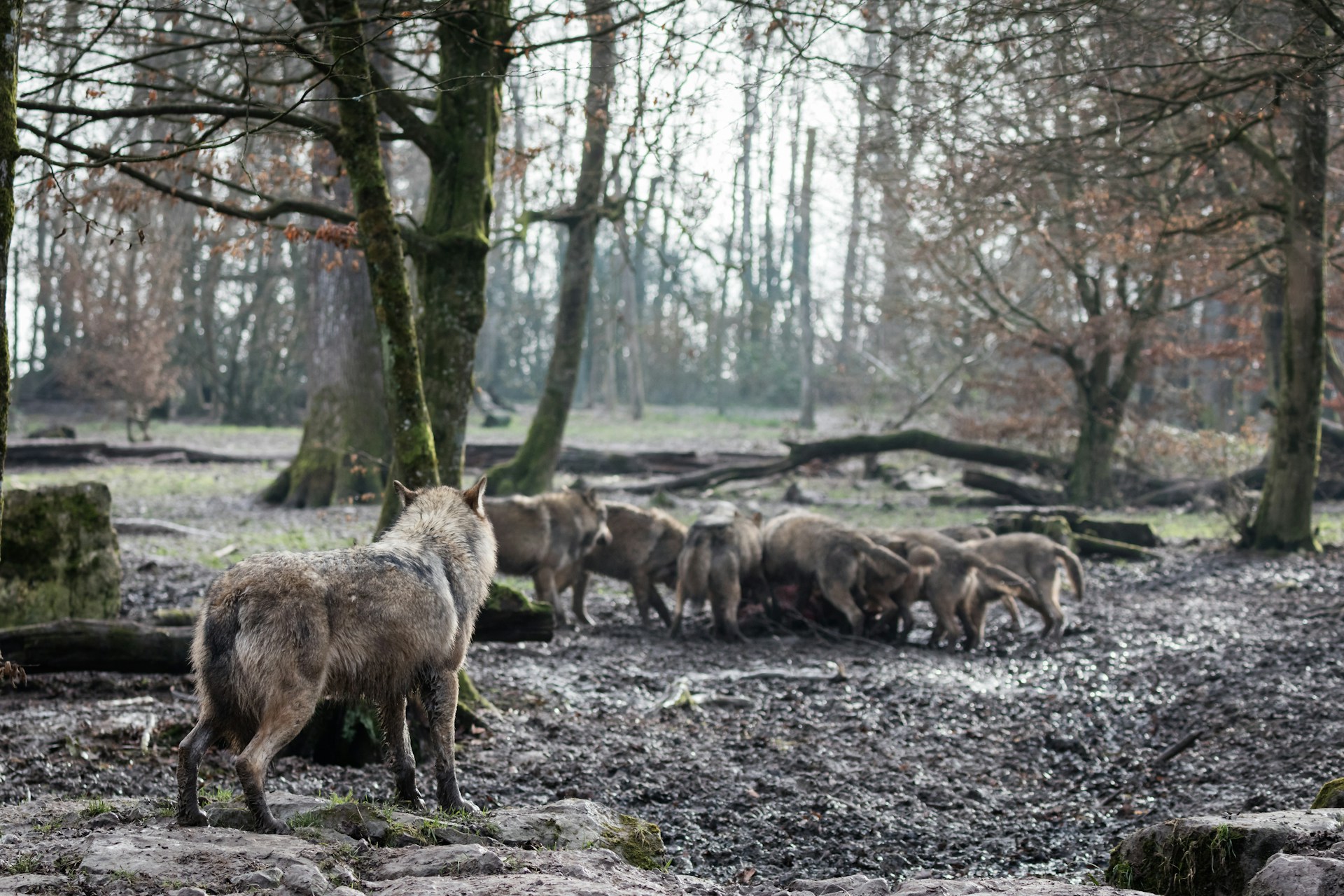 A pack of wolves walking through a dense forest, illustrating unity and resilience.
