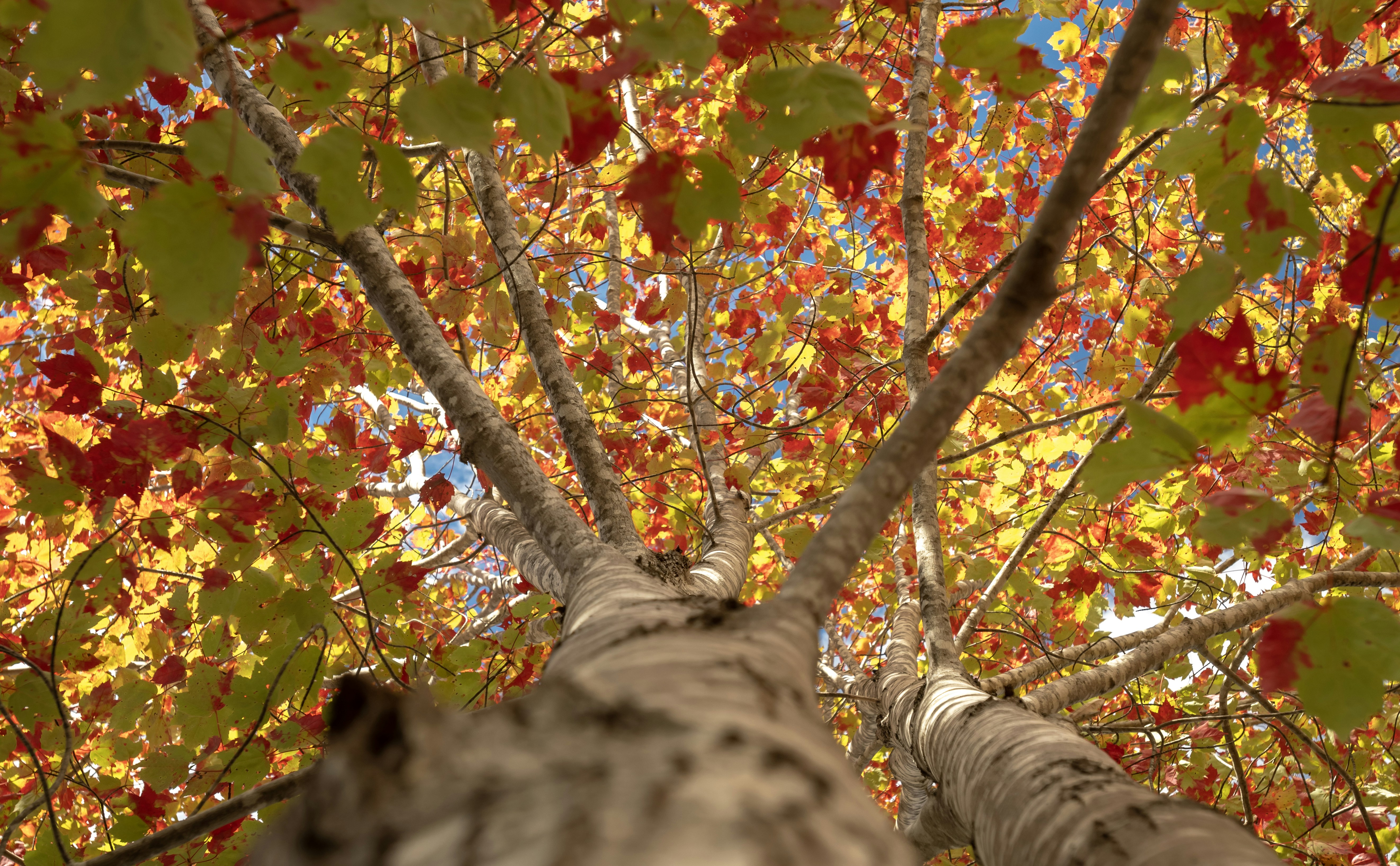 un grand arbre avec beaucoup de feuilles dessus