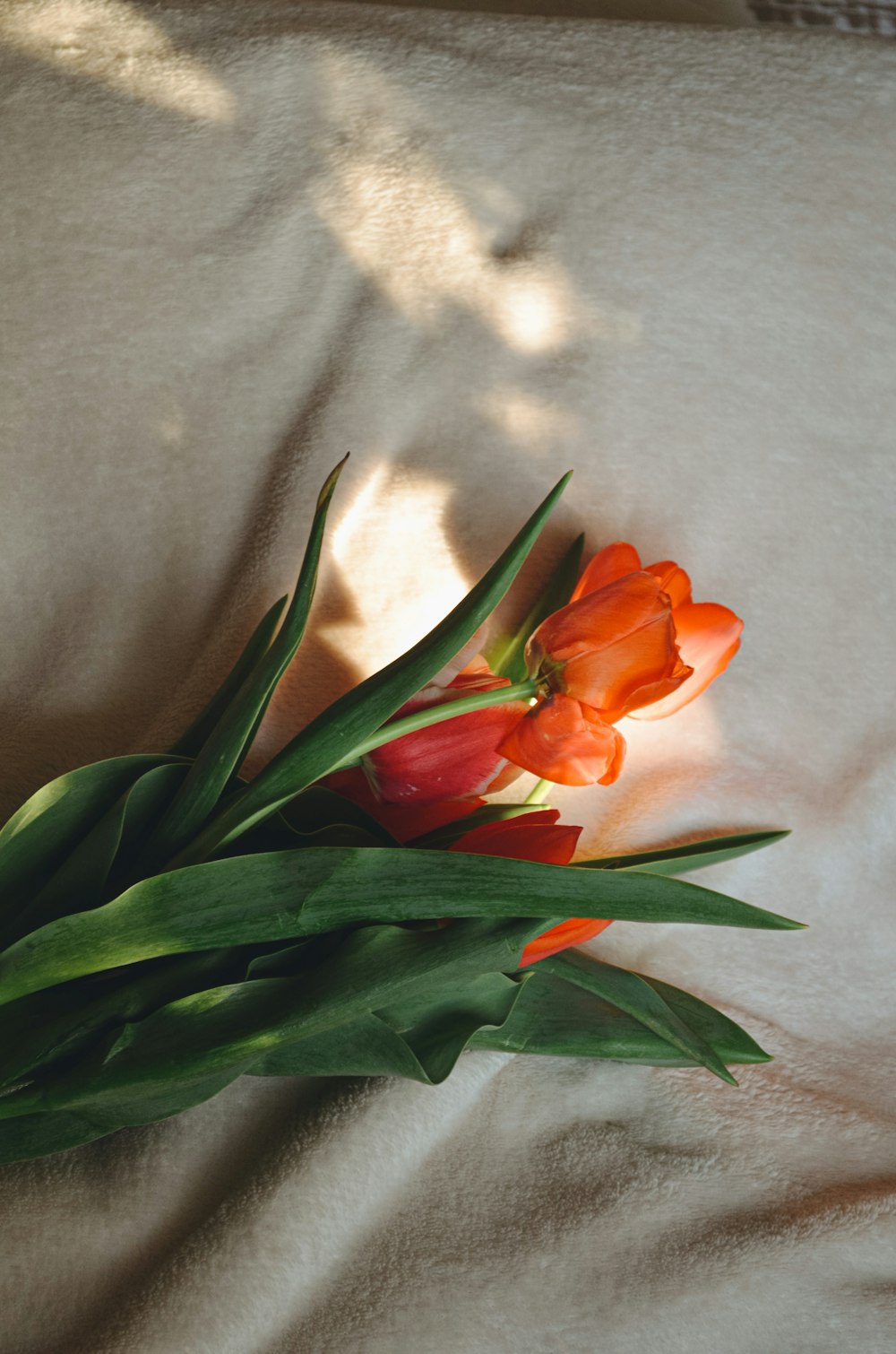 a bouquet of tulips laying on a bed