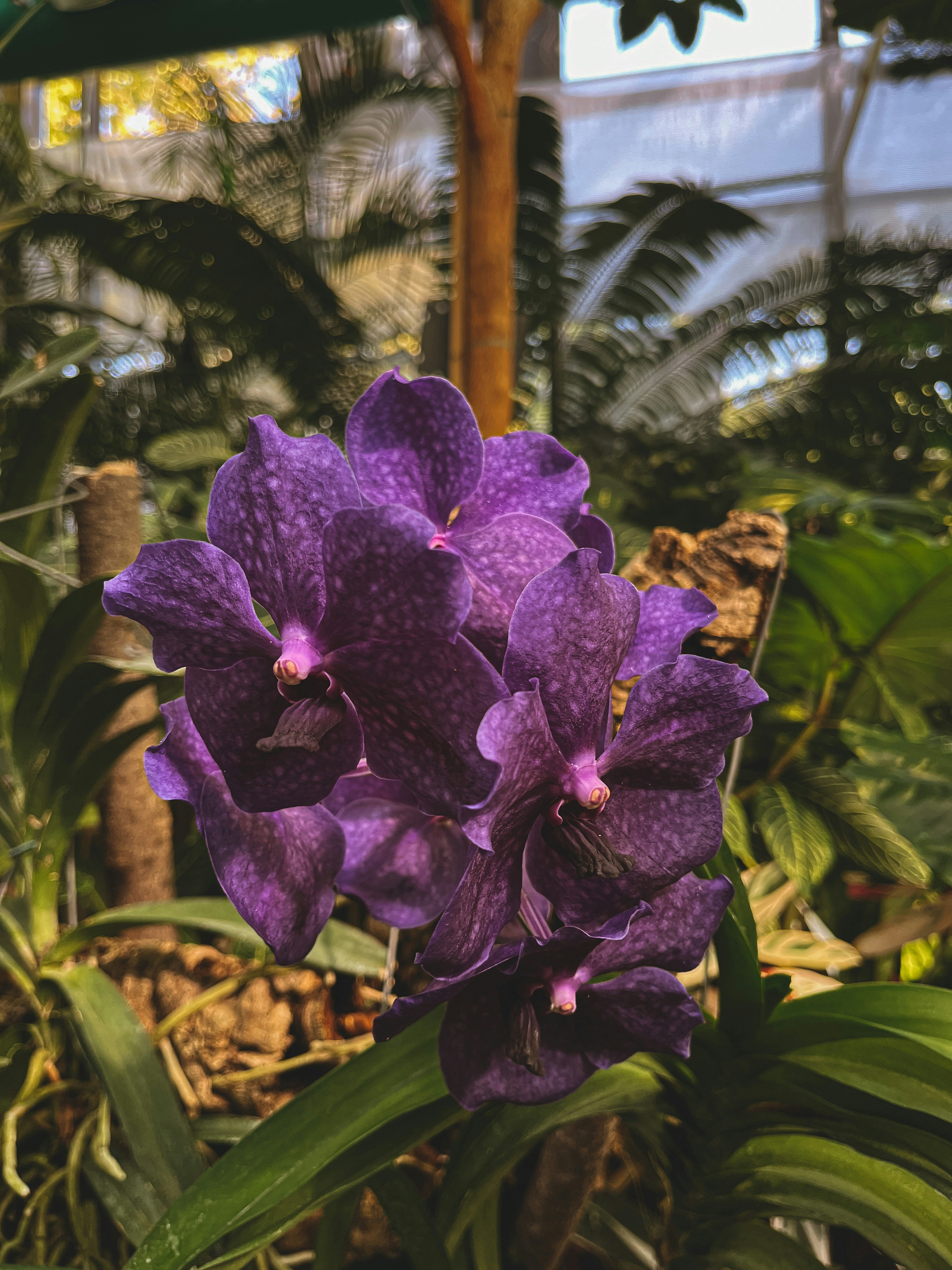 a close up of a purple flower in a garden