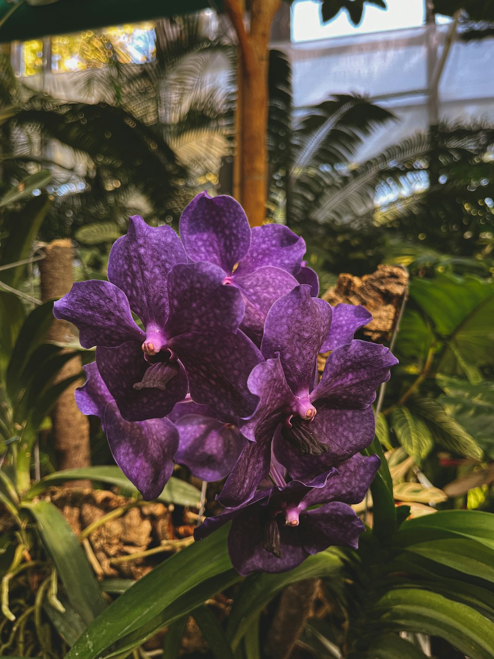 a close up of a purple flower in a garden