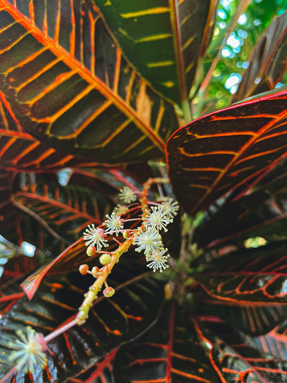 a close up of a plant with red and green leaves