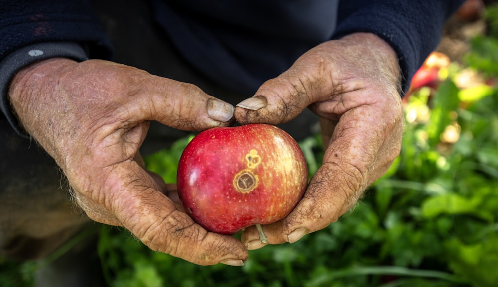 una persona sosteniendo una manzana en sus manos