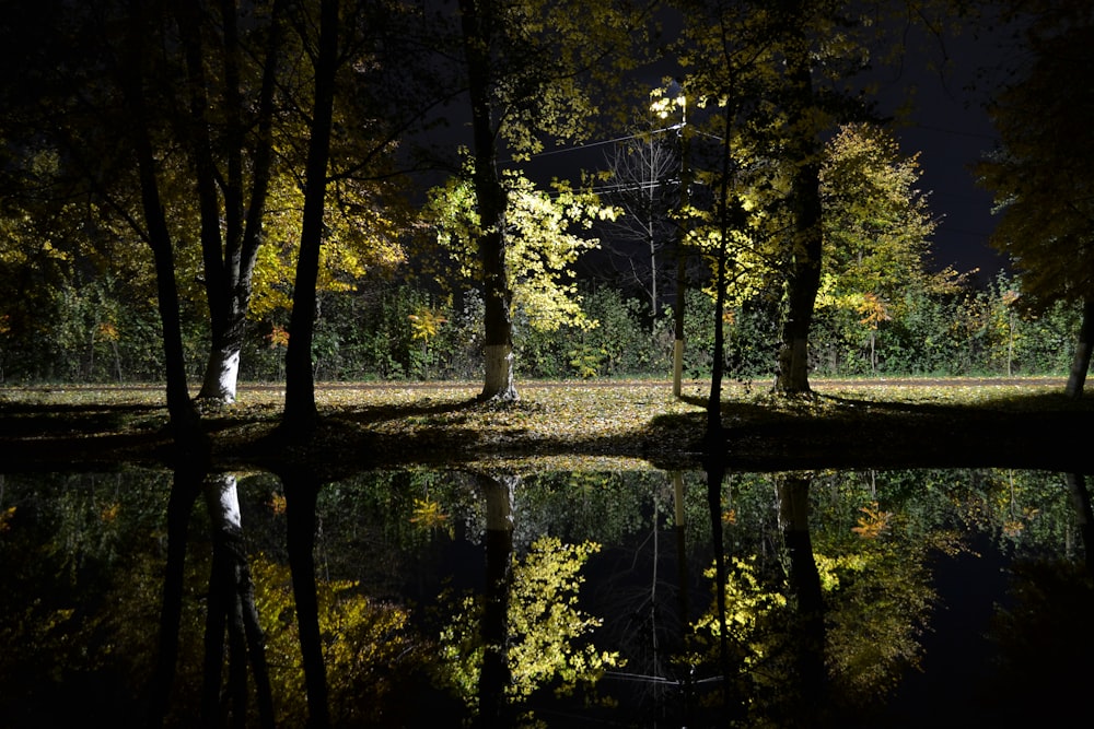 eine Person, die in einem Wald neben einem Gewässer steht