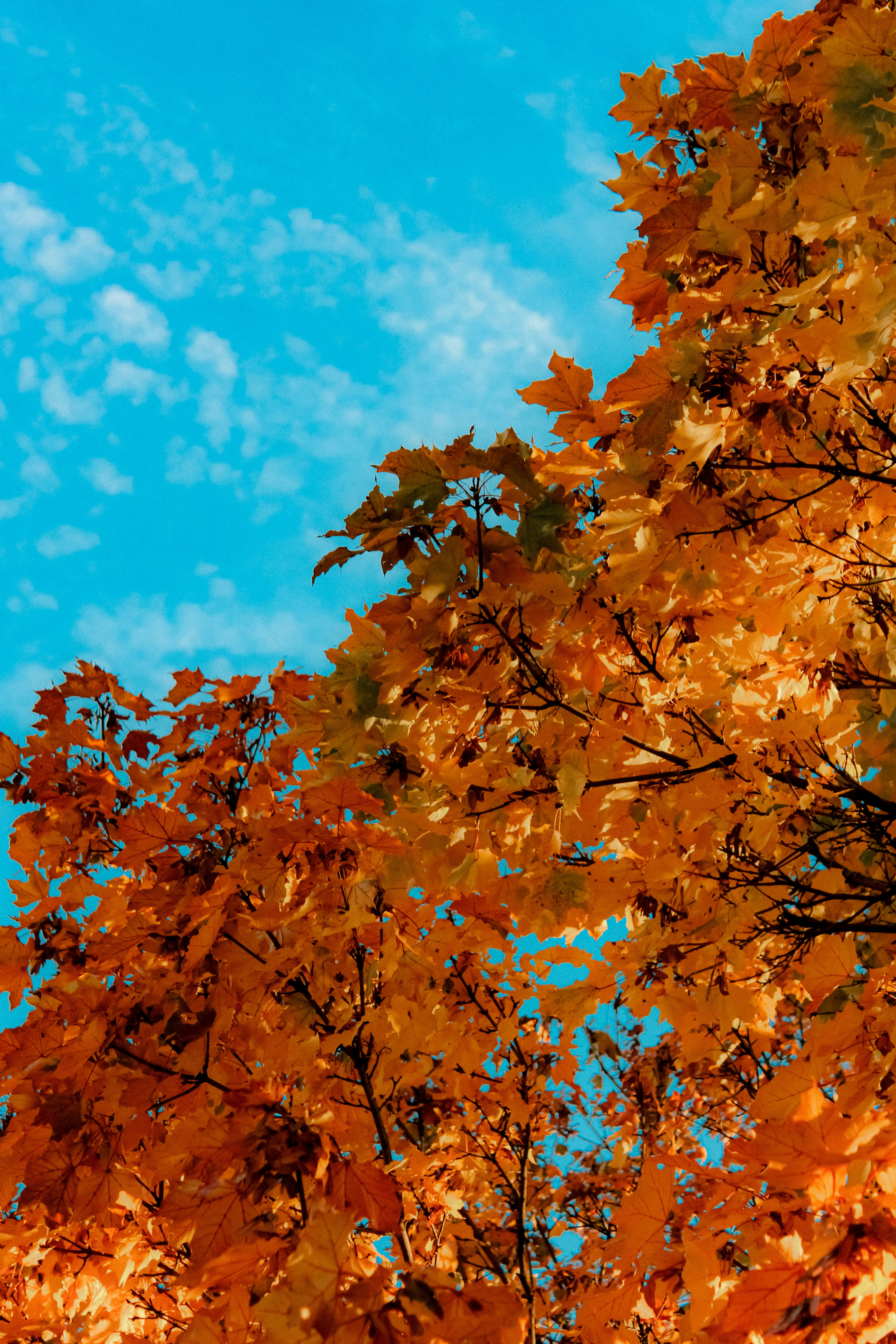 Photo by linusbelanger