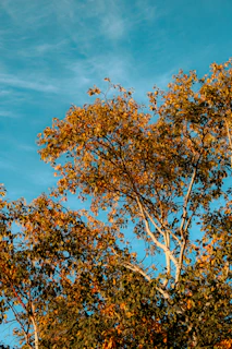 A friendly arborist inspecting a healthy tree on a sunny day at a residential property.