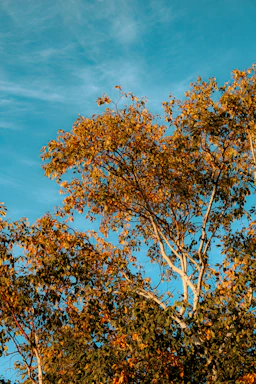 A friendly arborist inspecting a healthy tree on a sunny day at a residential property.