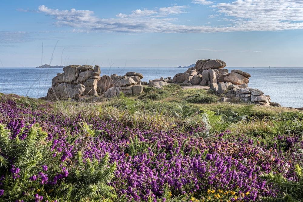 a field of purple flowers next to a body of water