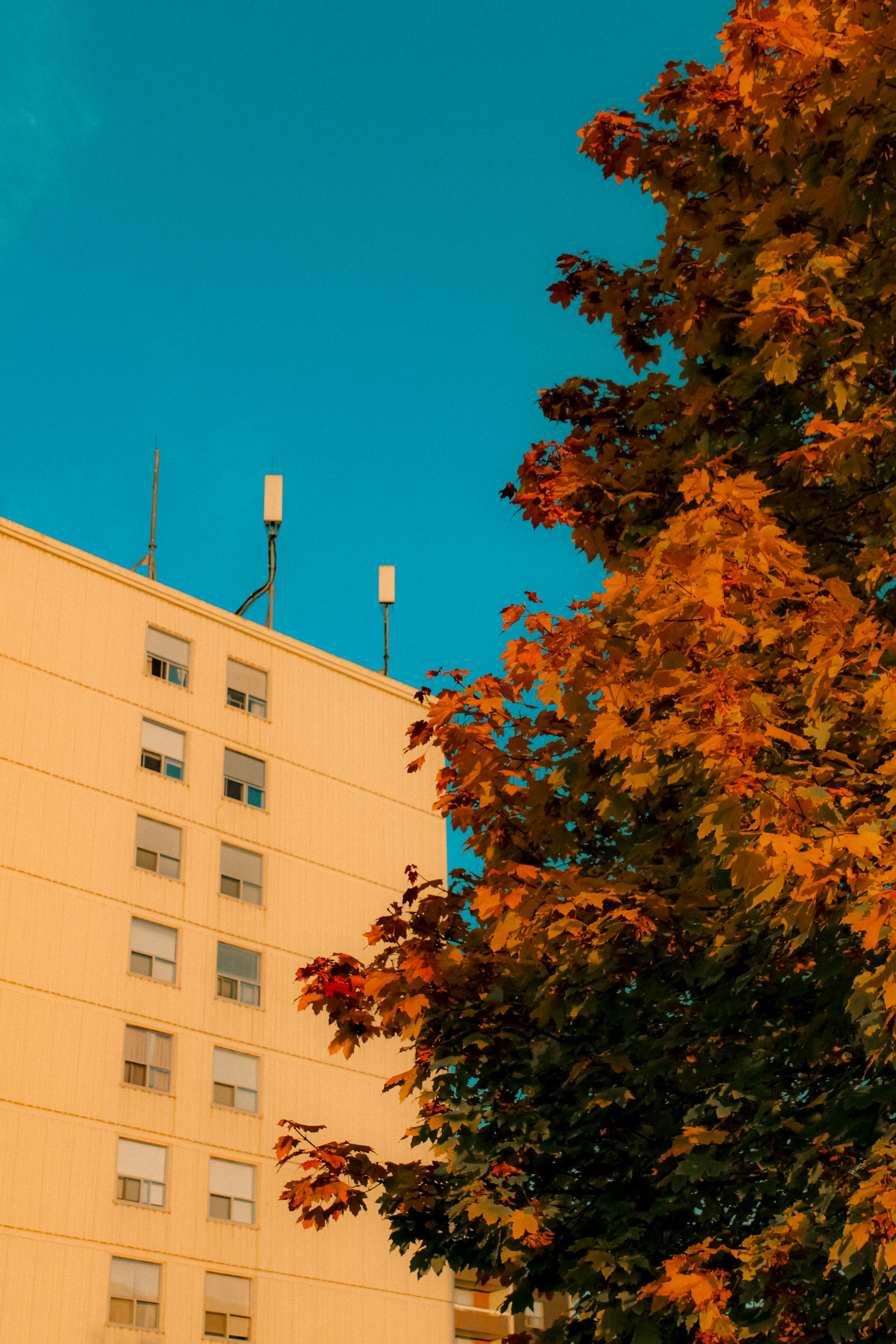 Photo by linusbelanger