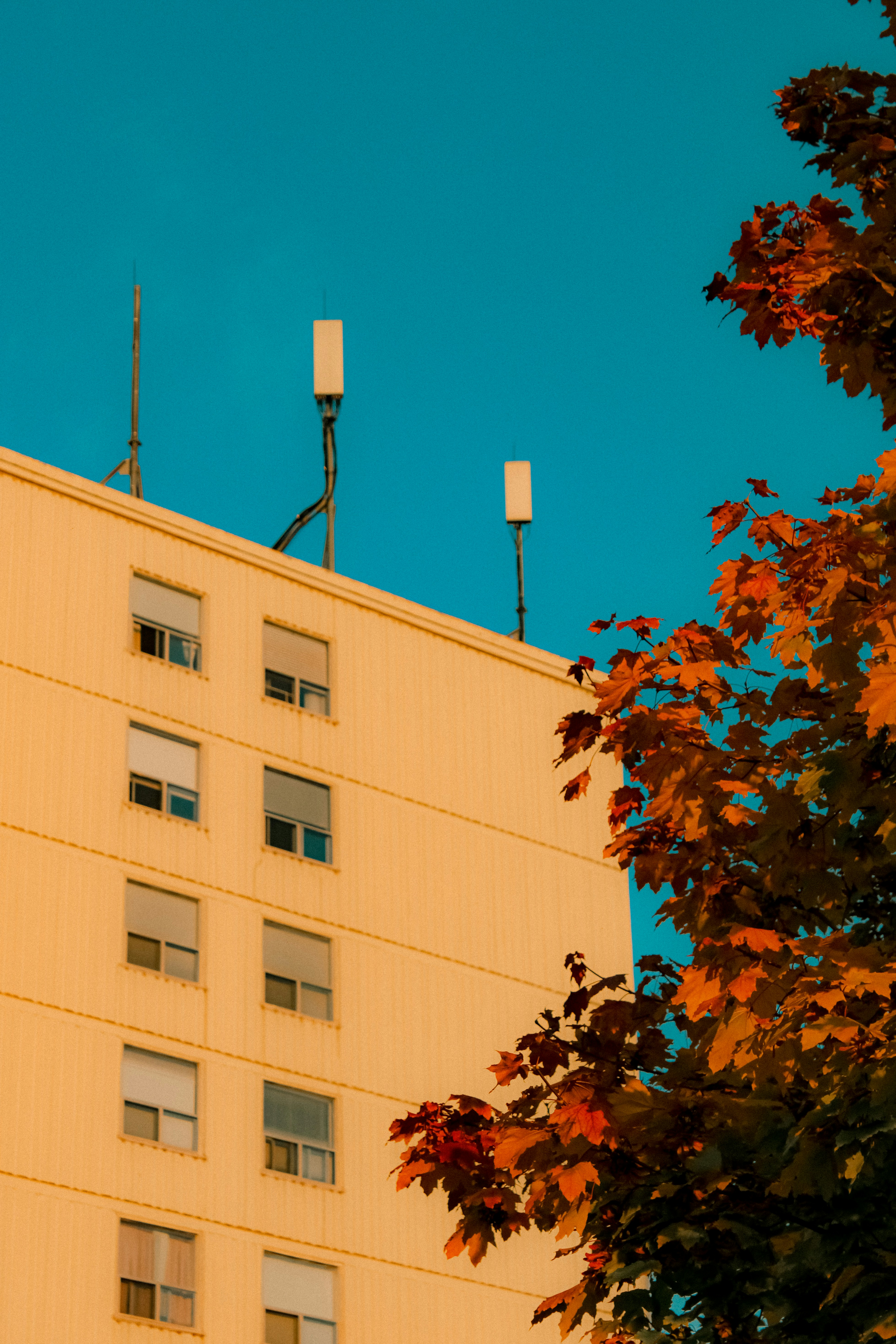apartment building and tree during autumn sundown