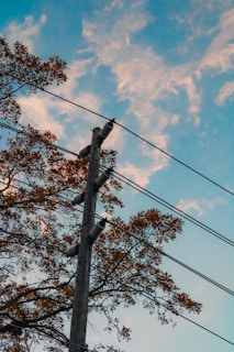 A utility pole with electrical insulators and wires is surrounded by tree branches with yellow leaves. The sky in the background has a mix of blue and soft white clouds, creating a serene backdrop.