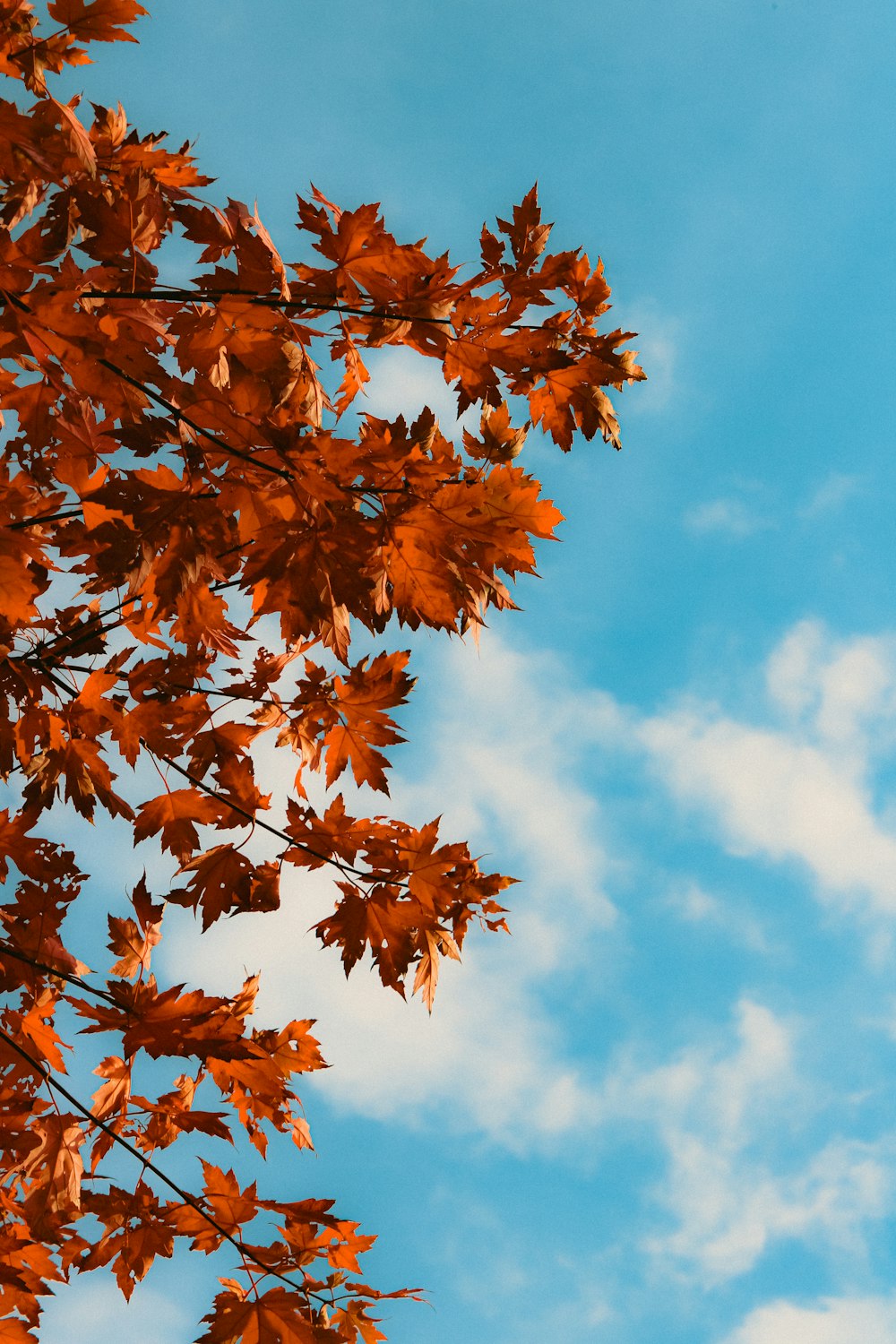 a leafy tree with a blue sky in the background